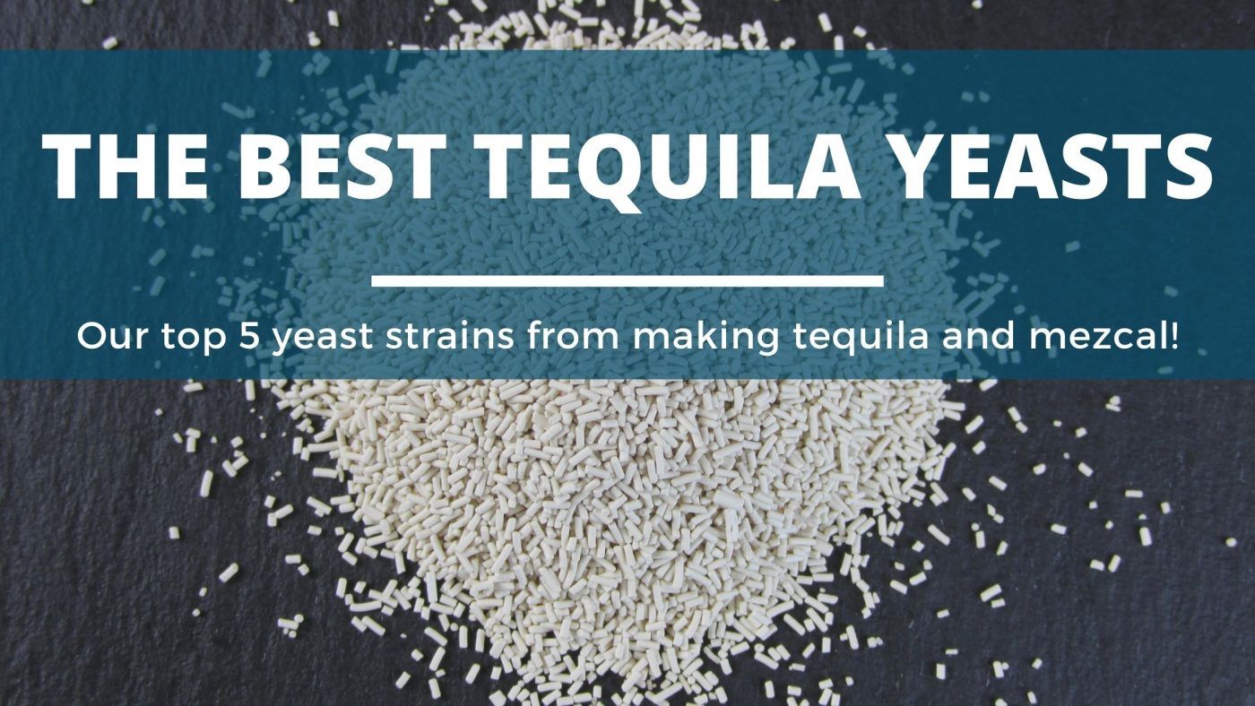 Image of diy distilling the best yeast for making tequila and mezcal