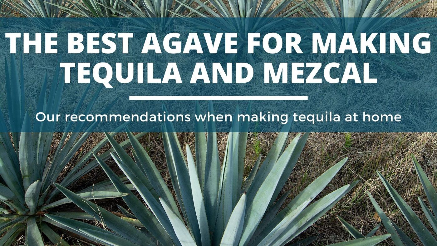 Image of diy distilling the best agave for making tequila and mezcal