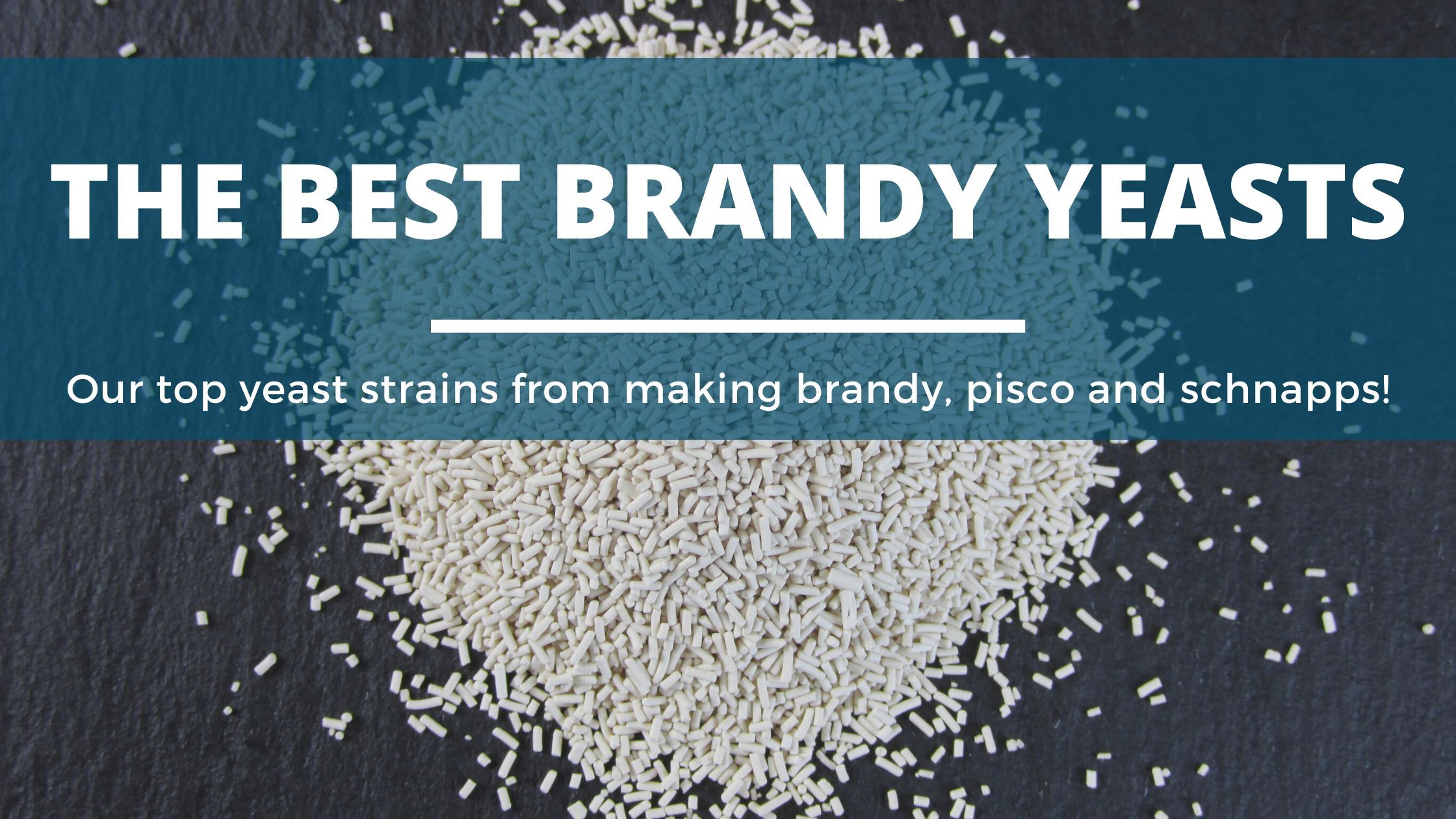 The best yeast for distilling brandy, schnapps and pisco (our 5 top picks! )